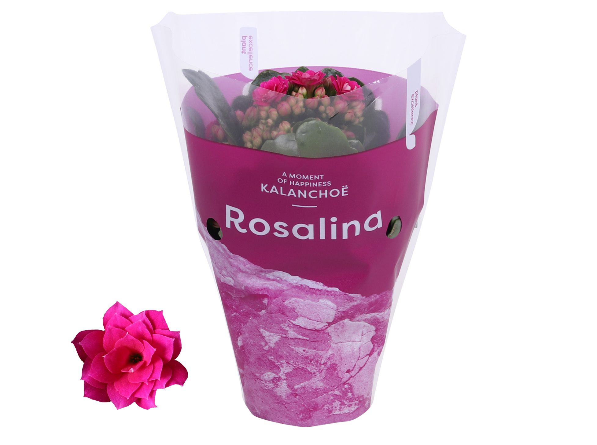 Kalanchoe Rosalina 07cm TST Don Victorio, Paarse hoes, D 7
