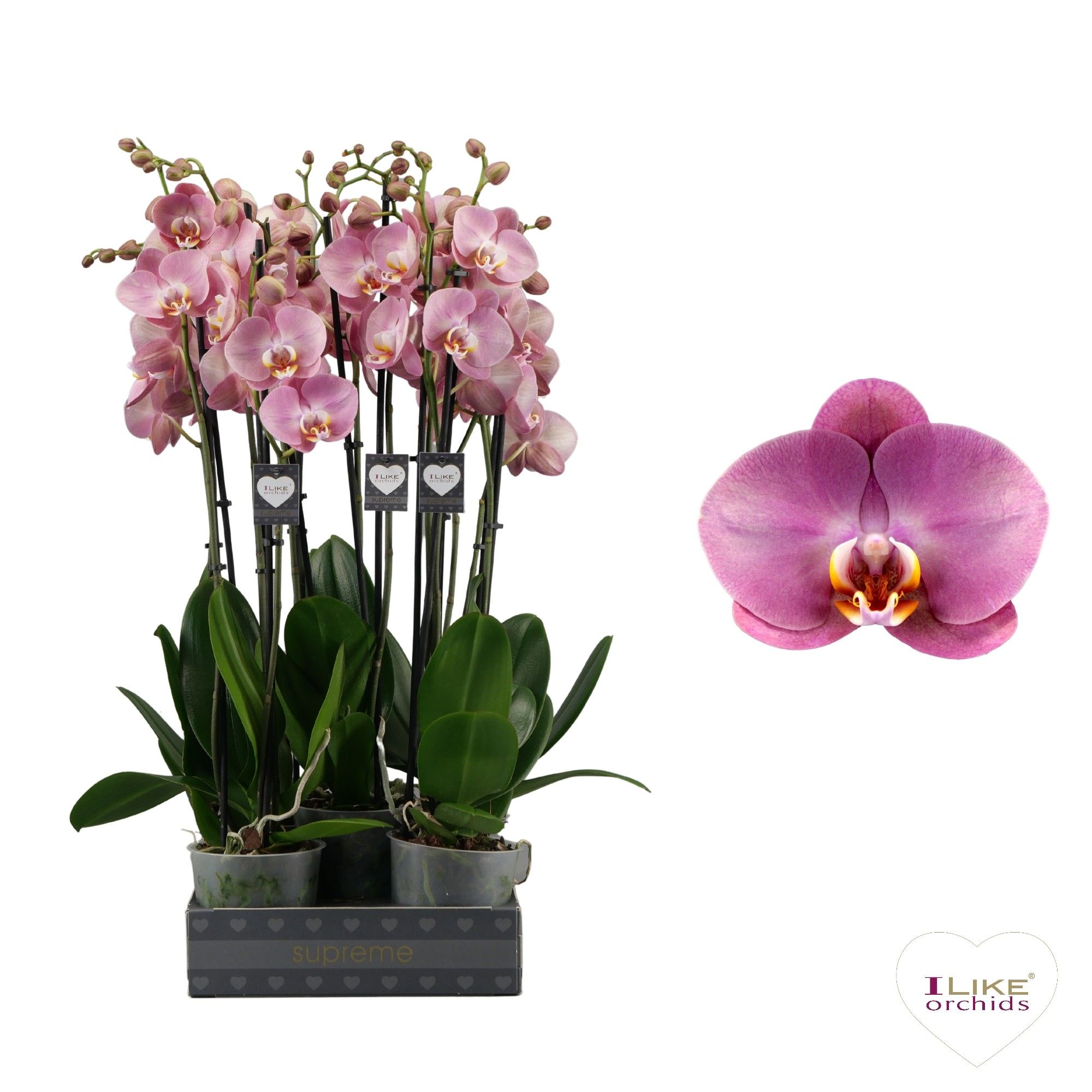 Phalaenopsis Honey Peach - 3 tak 60cm, D 12