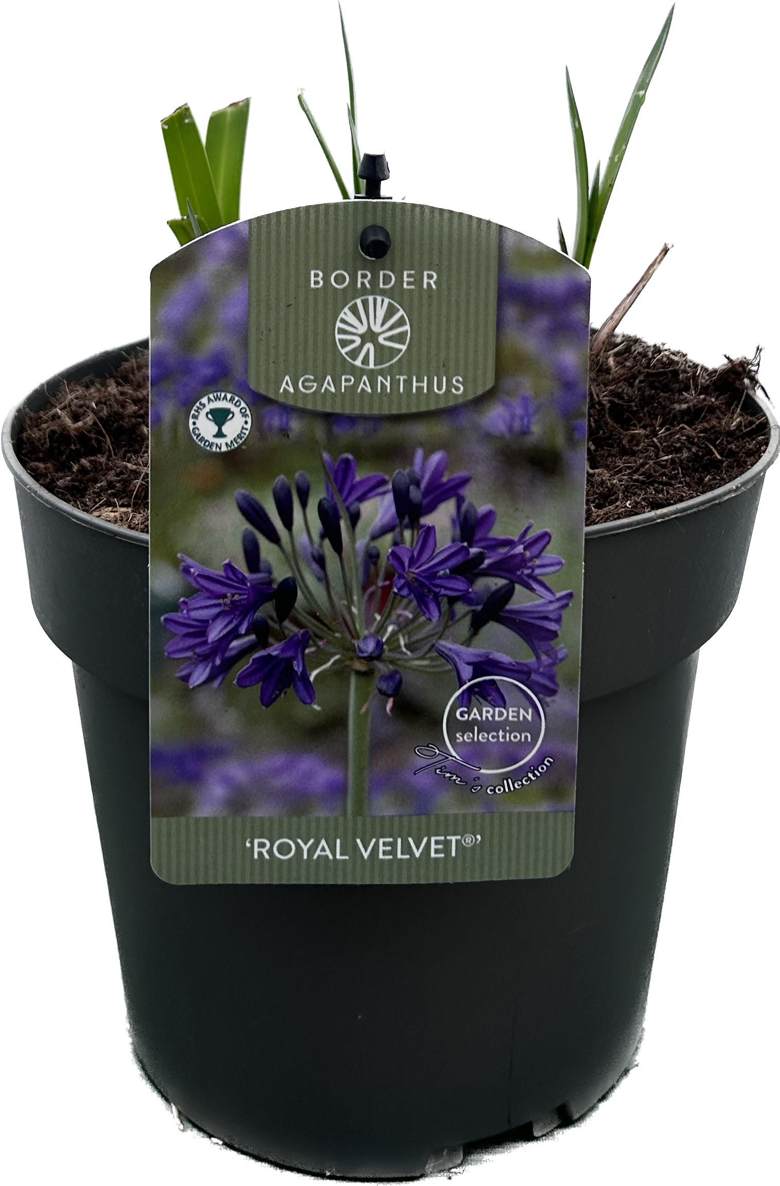 Agapanthus 'Royal Velvet' P17 GARDEN, D 17