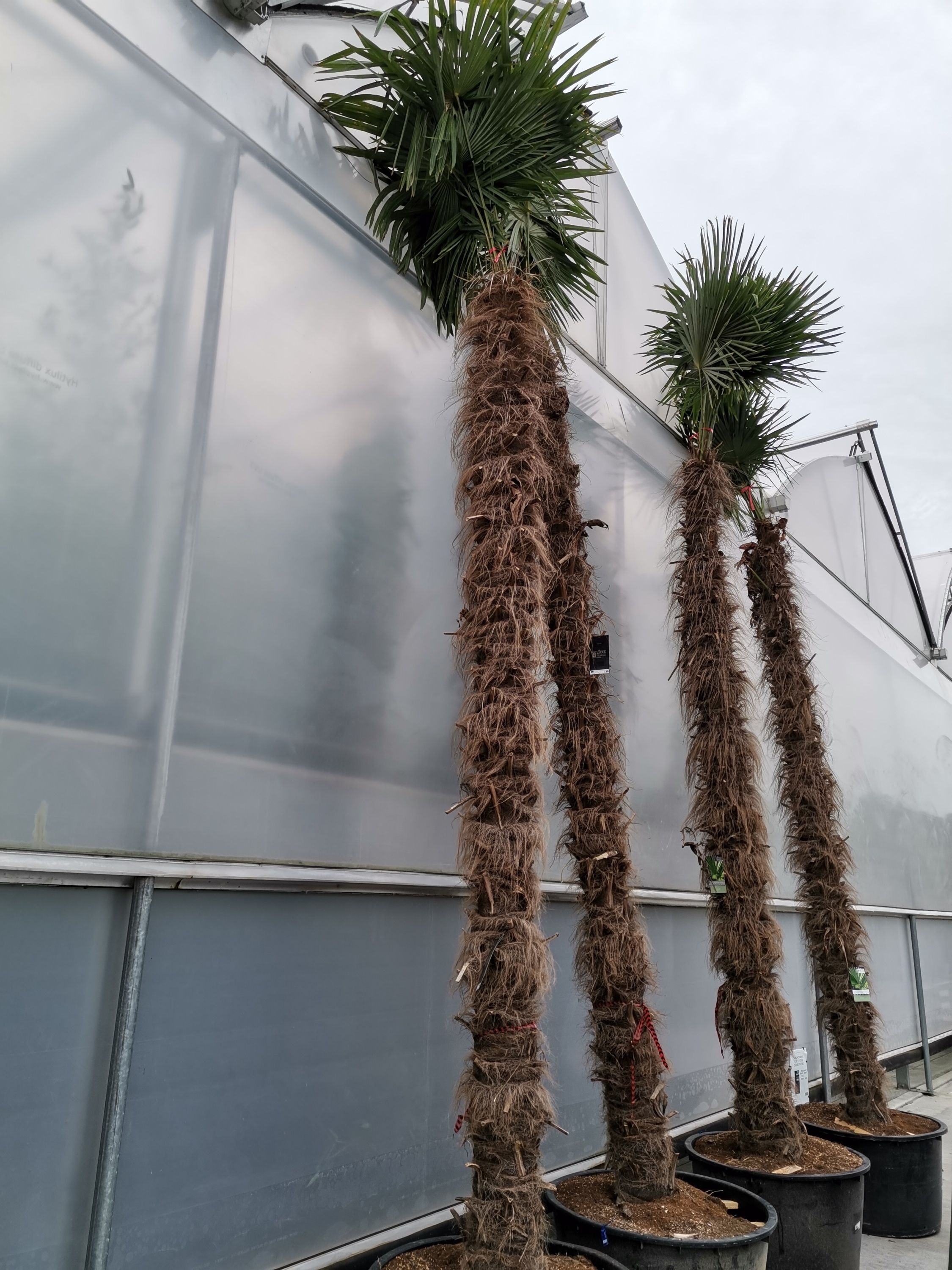 Trachycarpus fortunei, D 75