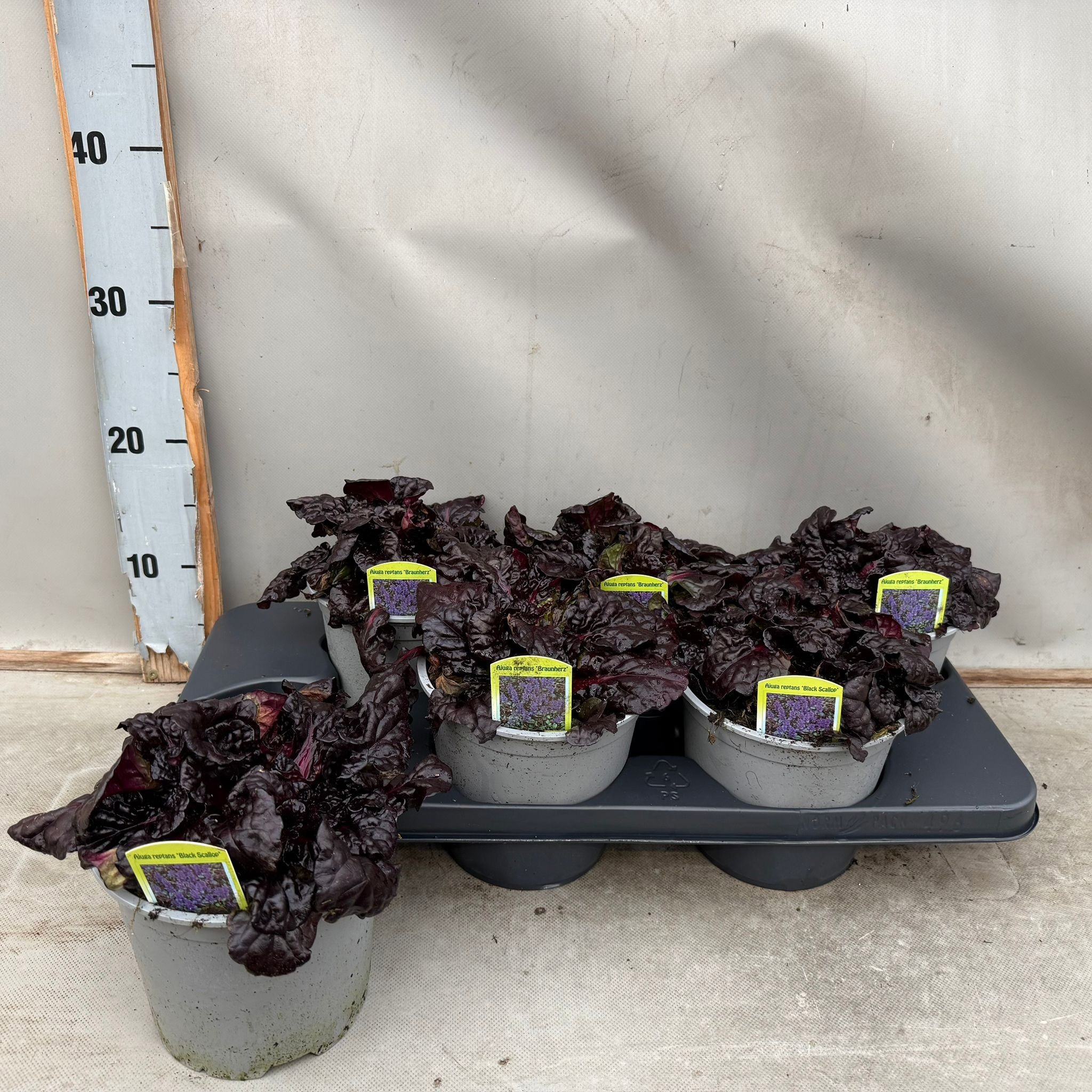 Ajuga Reptans 'Black Scallop', D 15