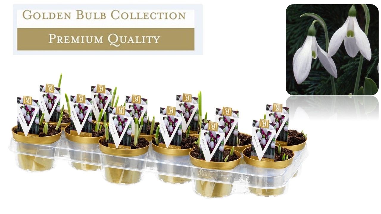 Galanthus Hippolytha, D 10