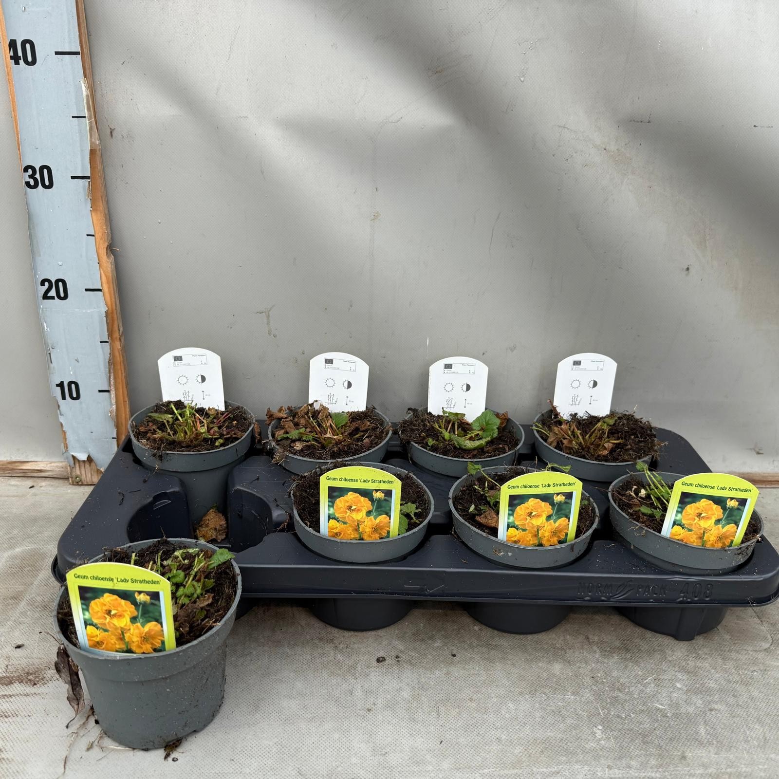 Geum Chiloense 'Lady Stratheden', D 12