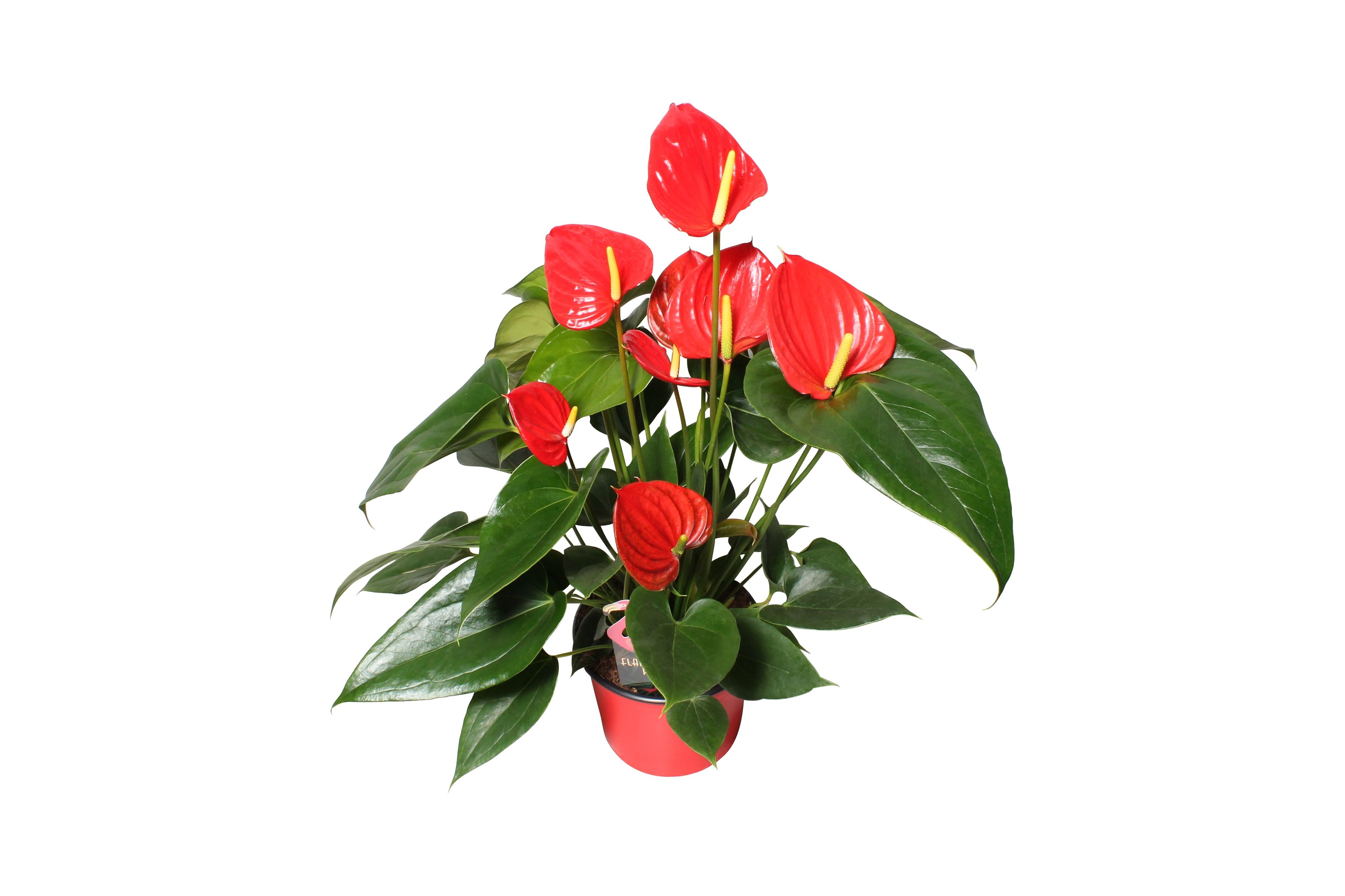 Anthurium XL.73 Hello Merlot 12cm, D 12