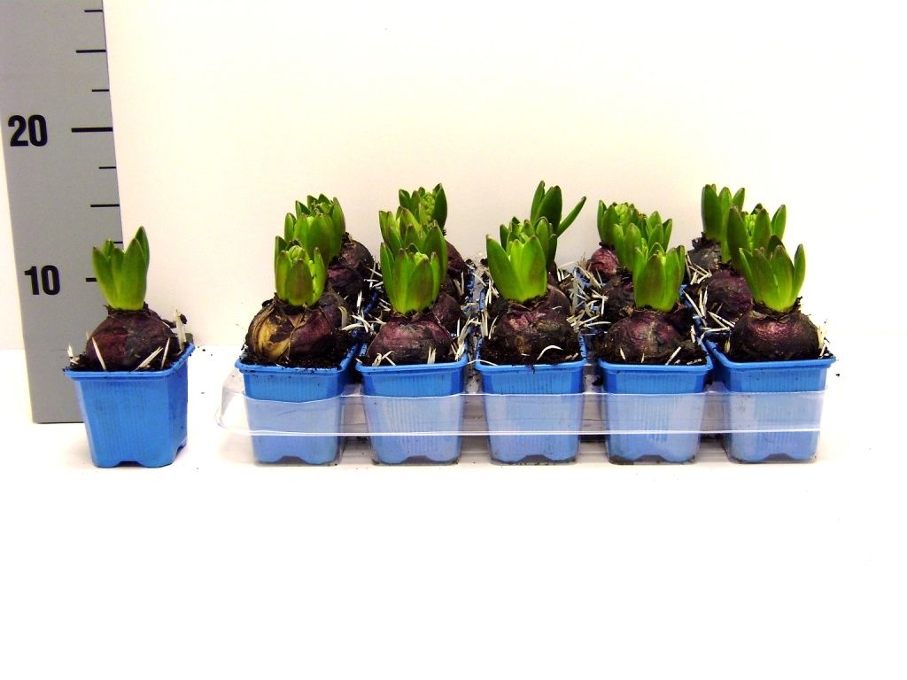 Hyacint Delft Blue, D 7