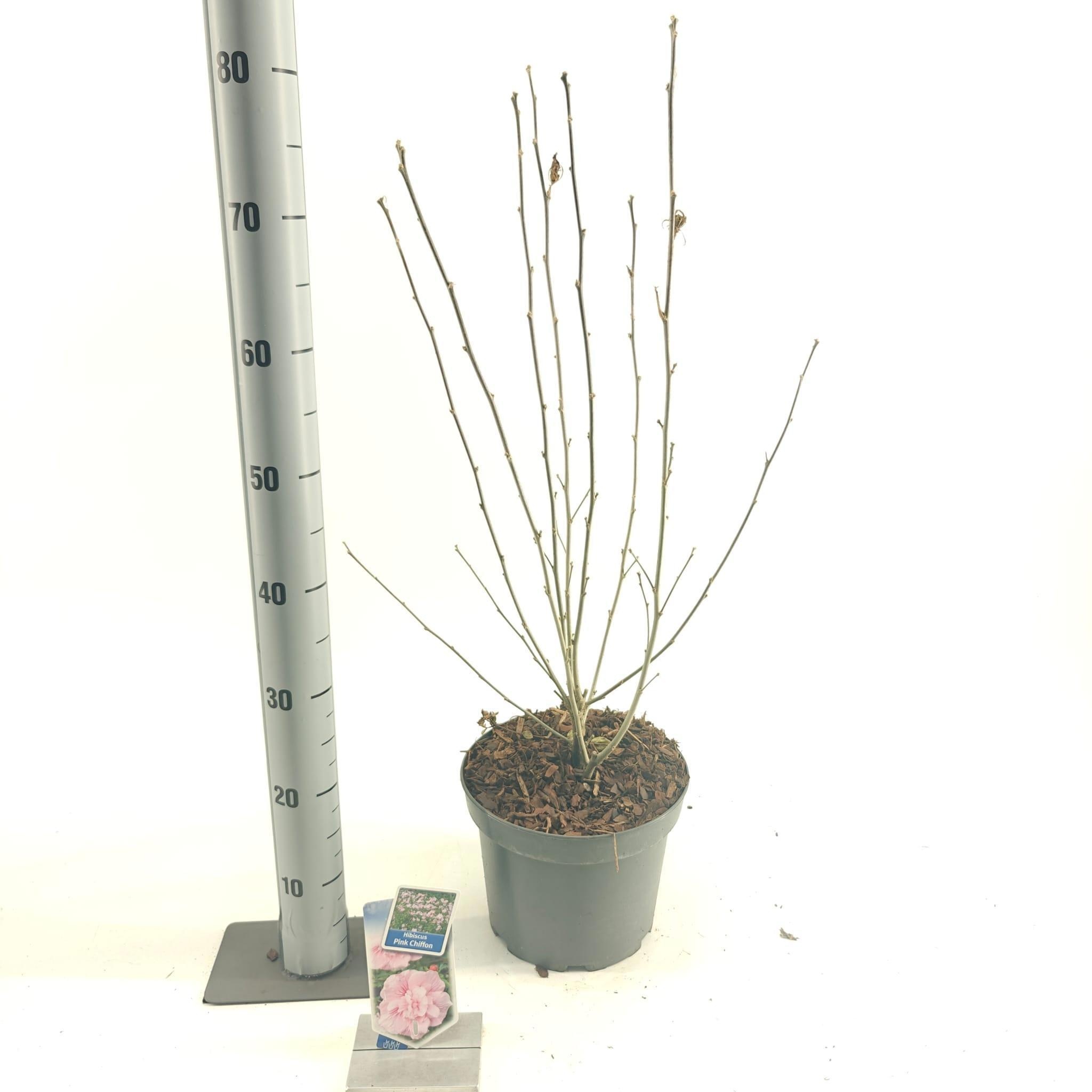 Hibiscus syr. Pink Chiffon ('Jwnwood4'PBR), D 23