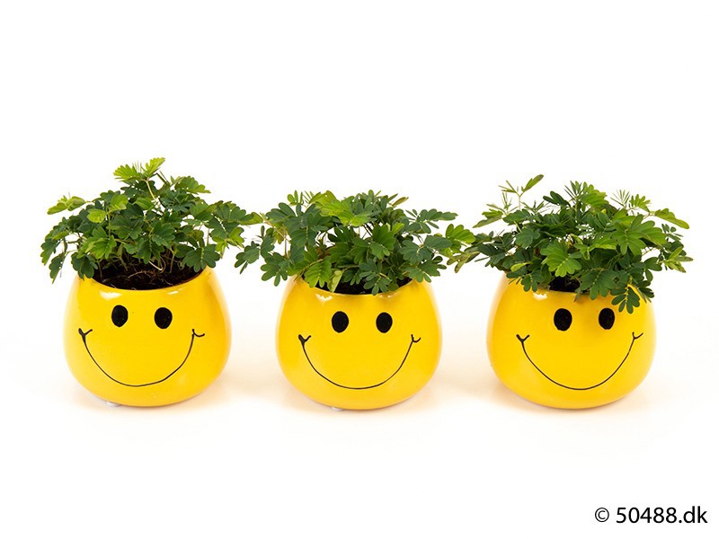 MIMOSA PUDICA E 2989, D 6