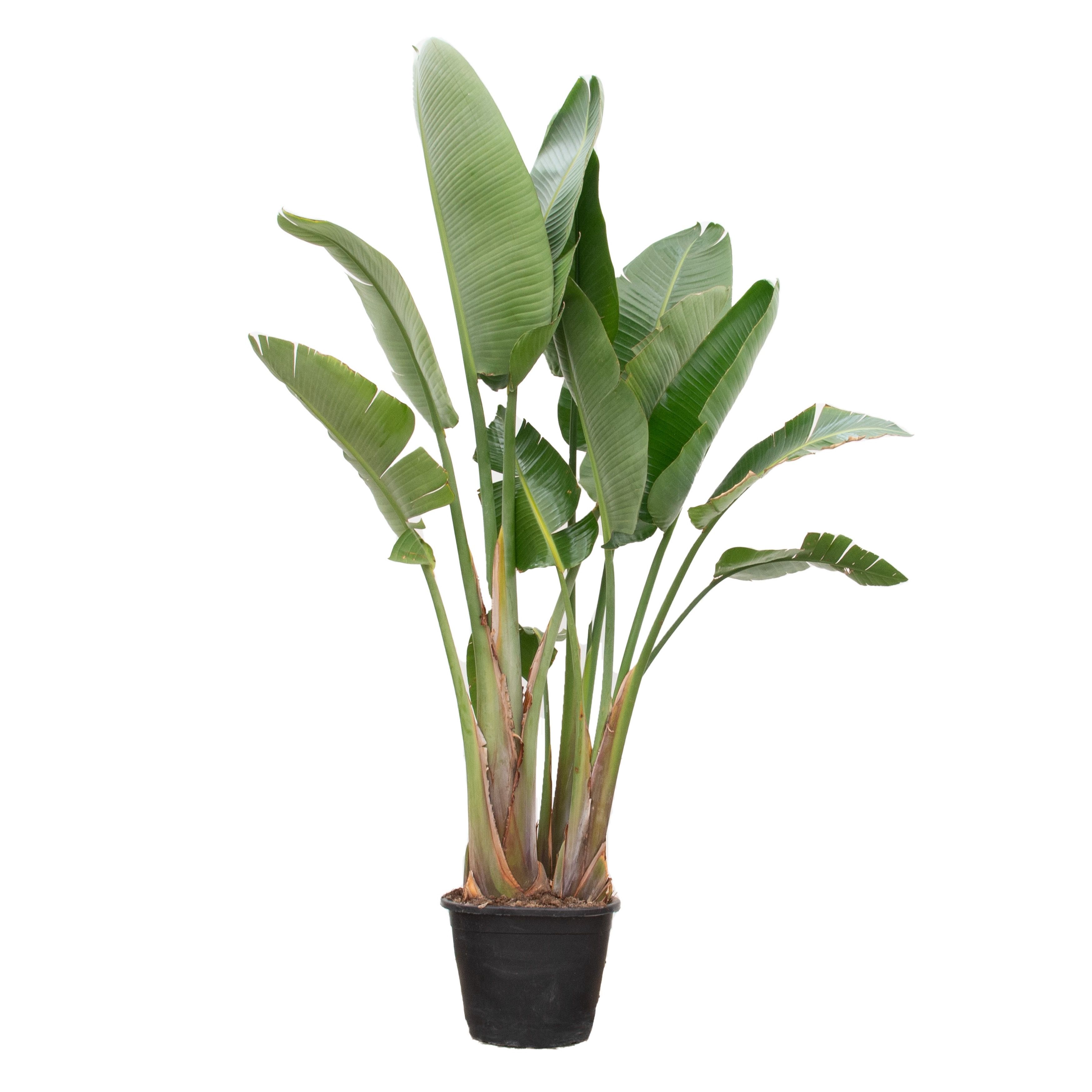 Strelitzia Nicolai, D 45