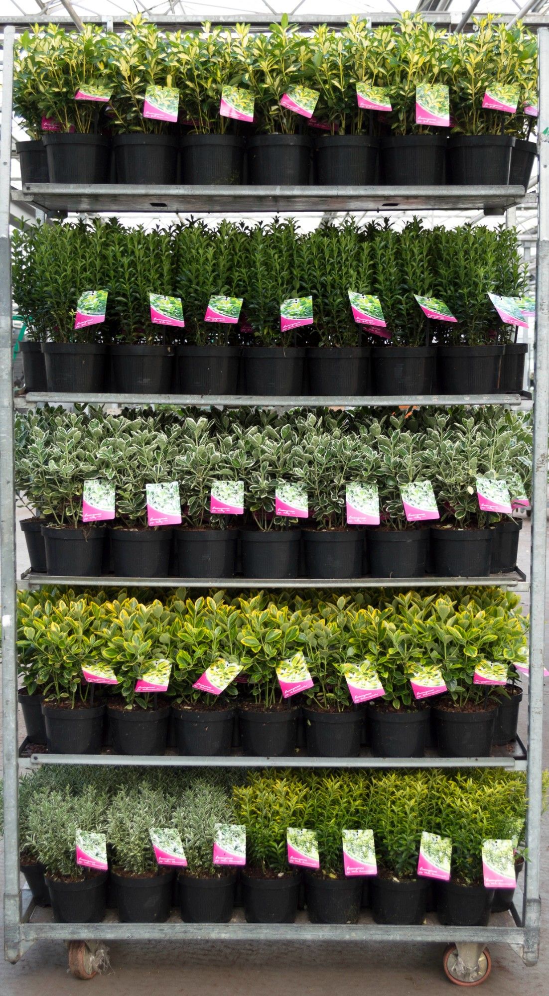 Euonymus mix CC, D 17