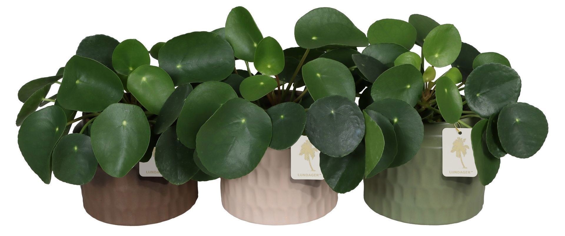 L 67516 With Pilea Peperomides 12 cm, D 12
