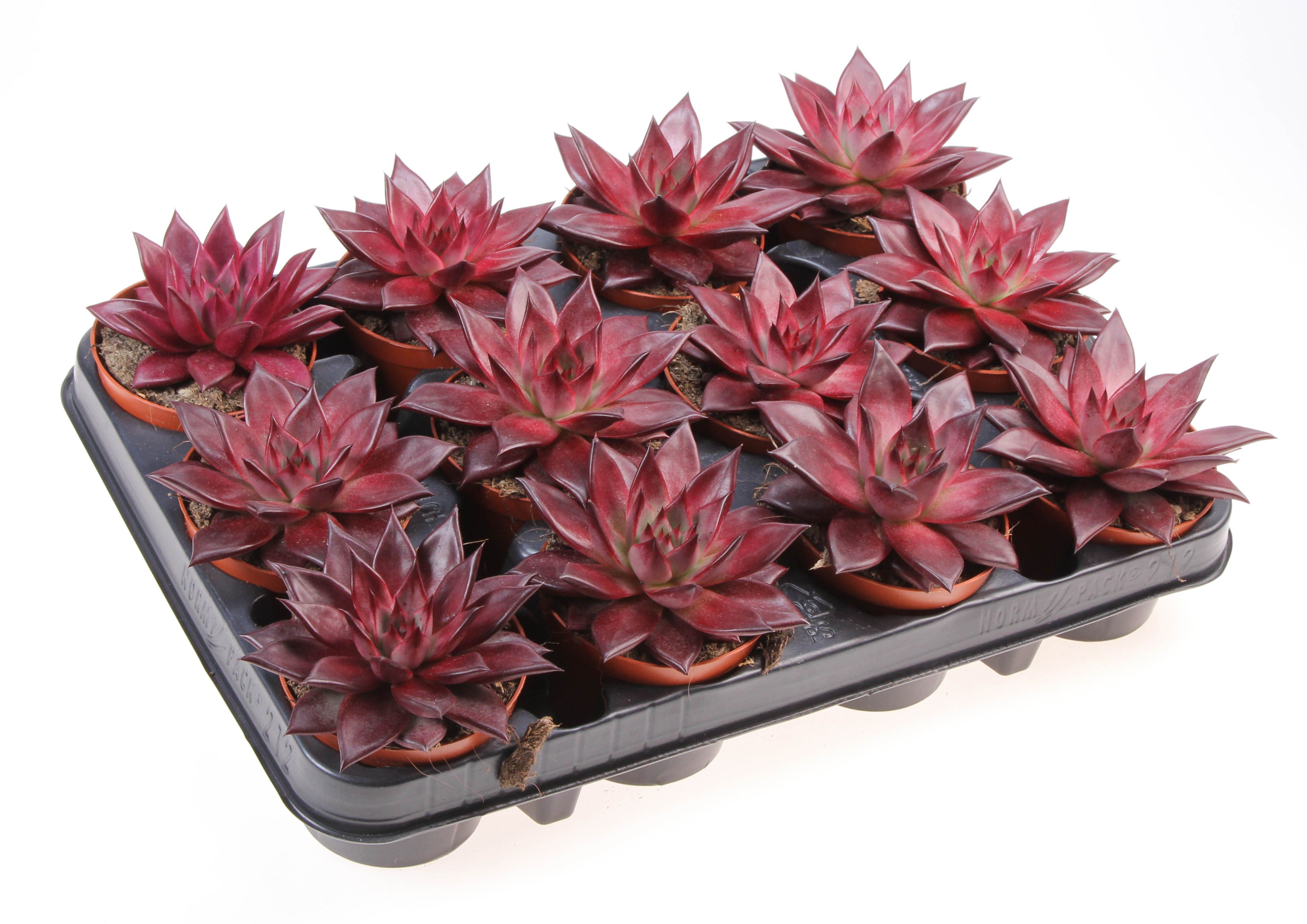 Echeveria agavoides romeo, D 8,5