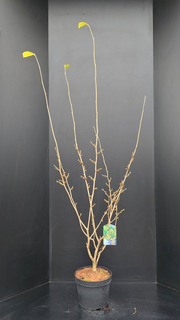 Hamamelis intermedia 'Westerstede', D 29
