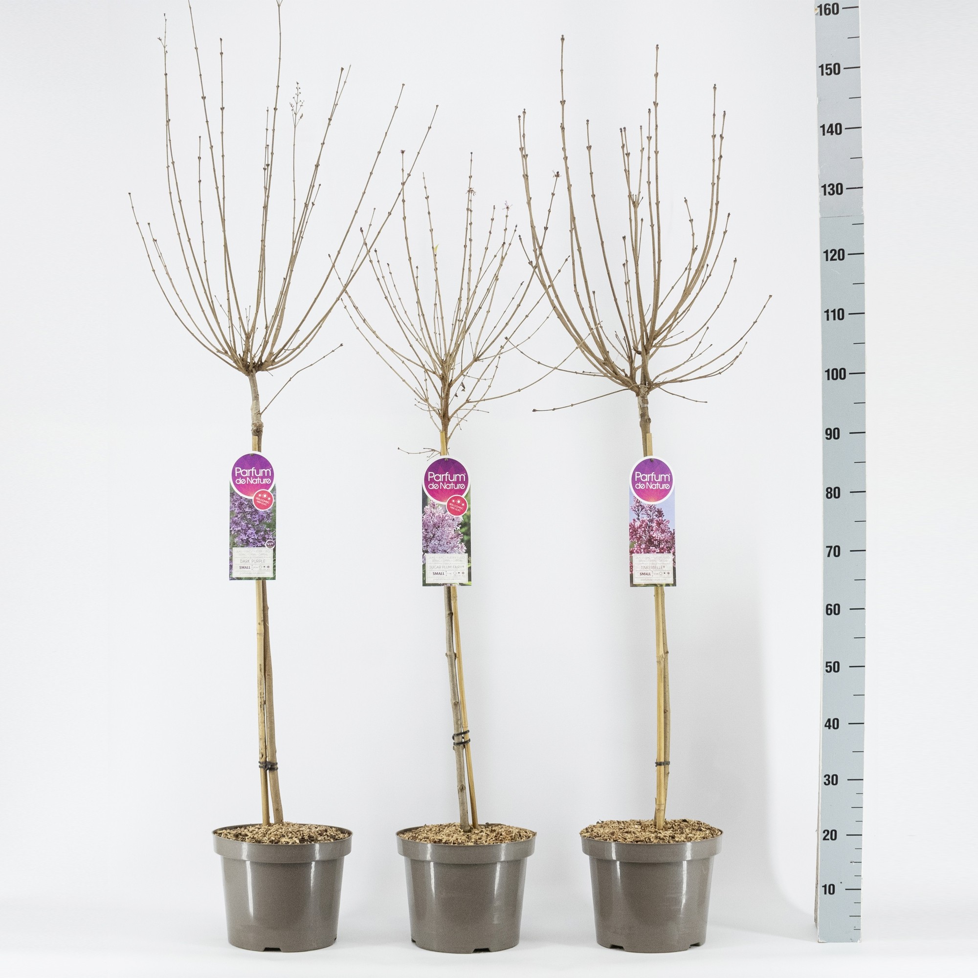 Syringa mini sering licentie, stam 70, 2-jarige kroon, mix, D 26