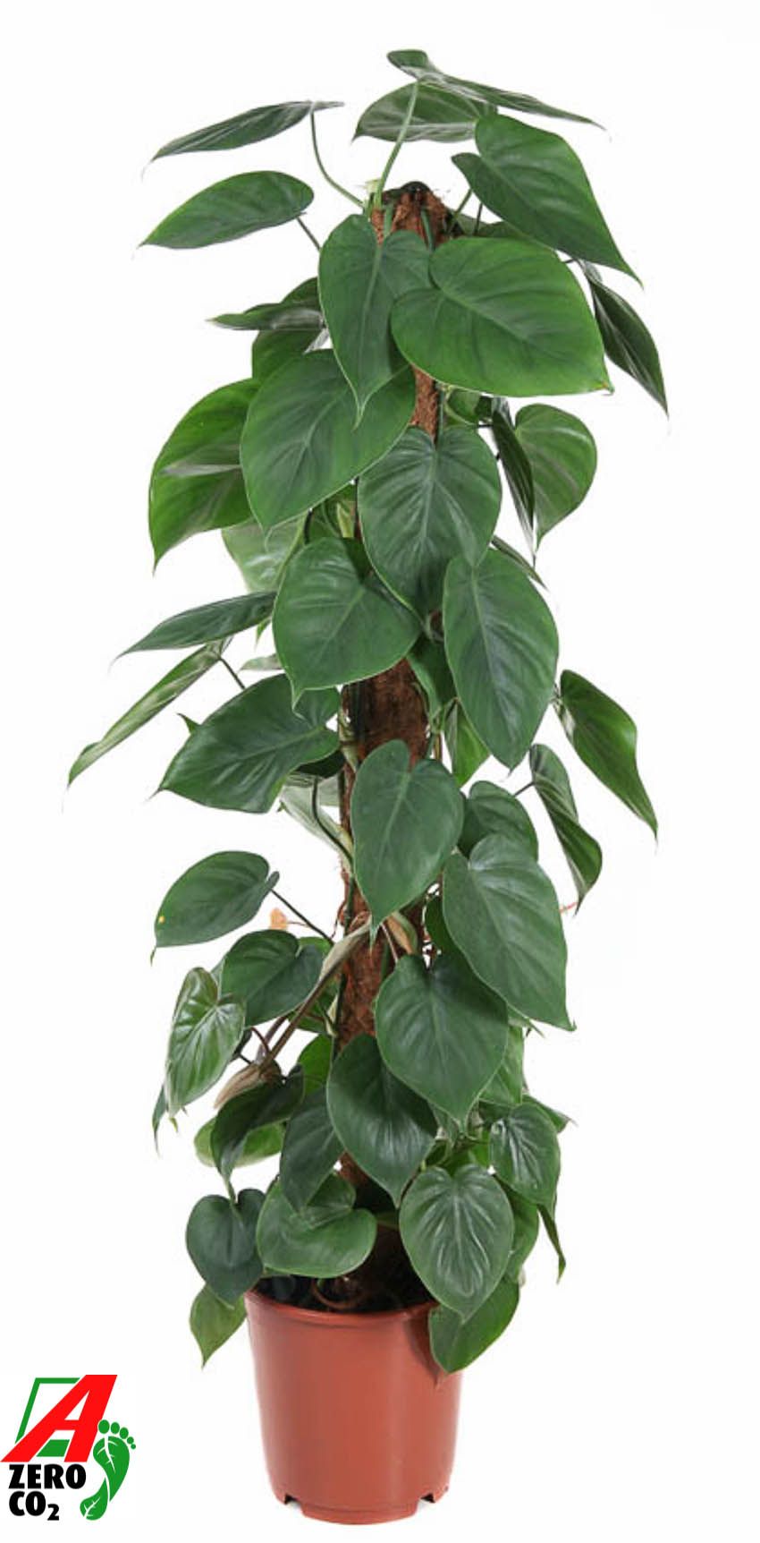 Philodendron Scandens Kratiste P24, D 24