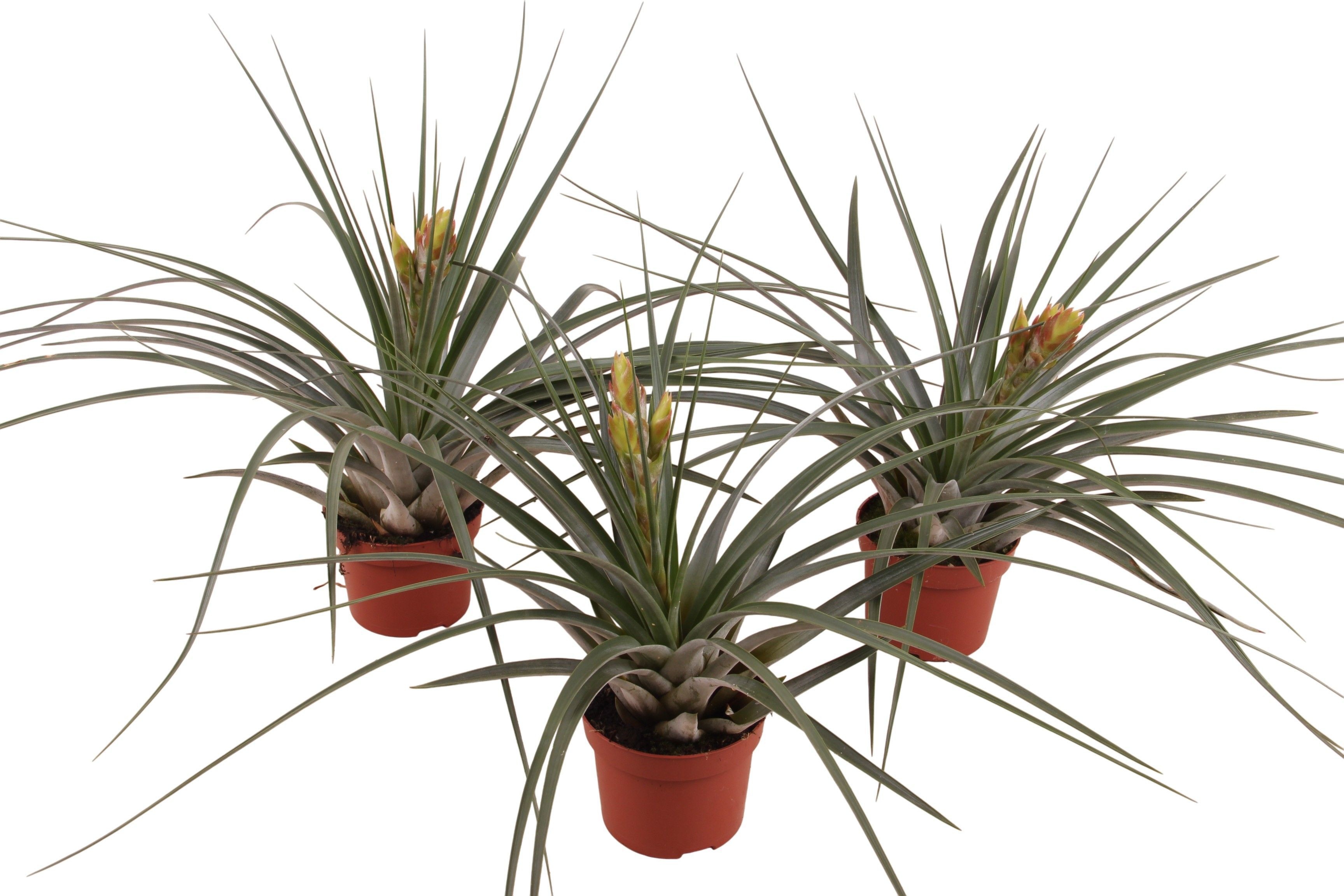 Tillandsia Flavobracteata, D 12