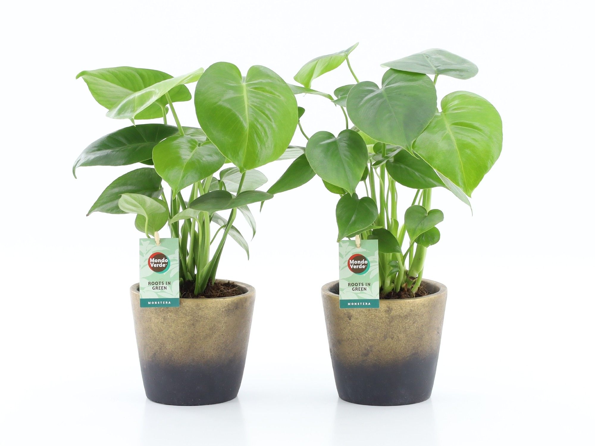 Monstera deliciosa in Lunar keramiek, D 13