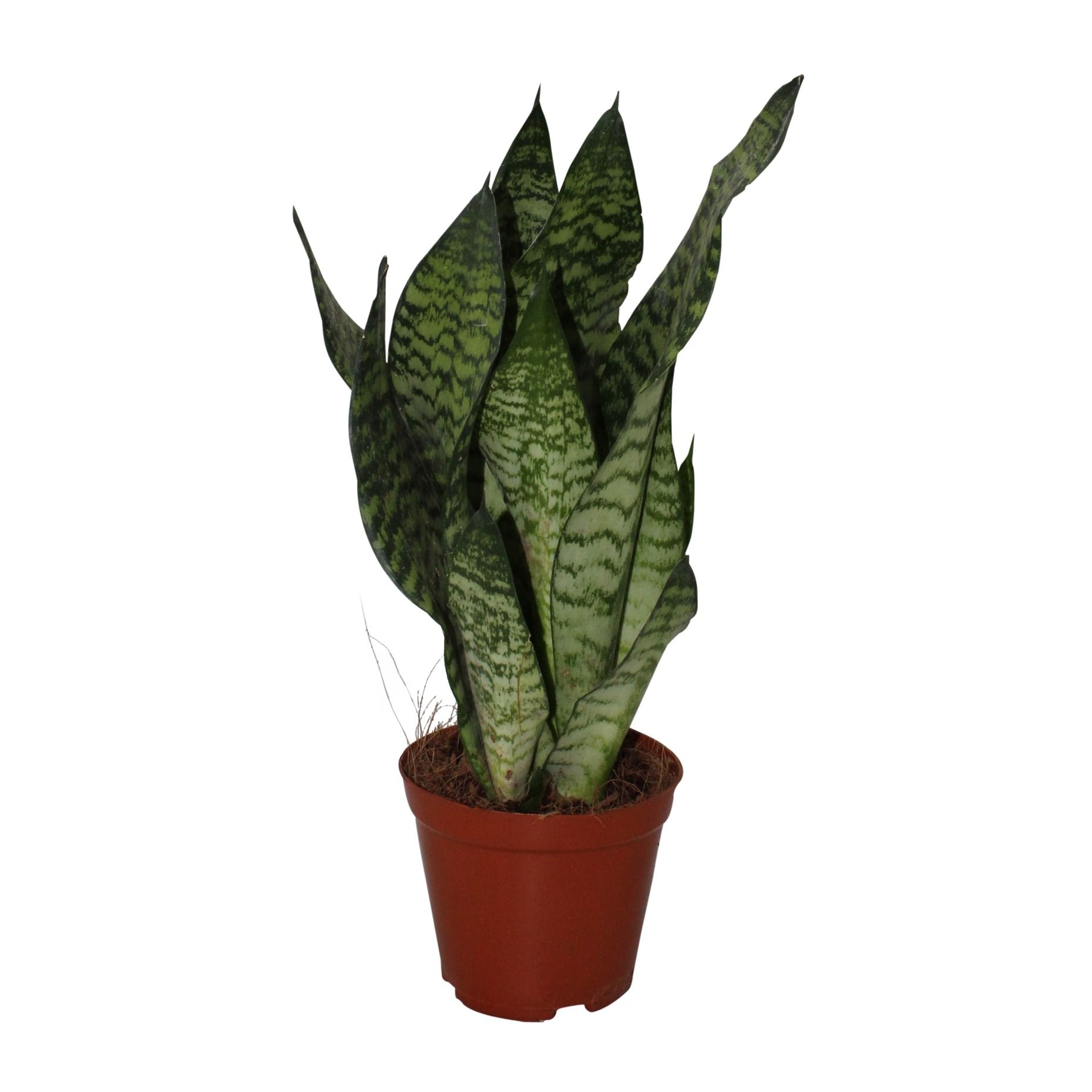 Sansevieria Zeylanica, D 12
