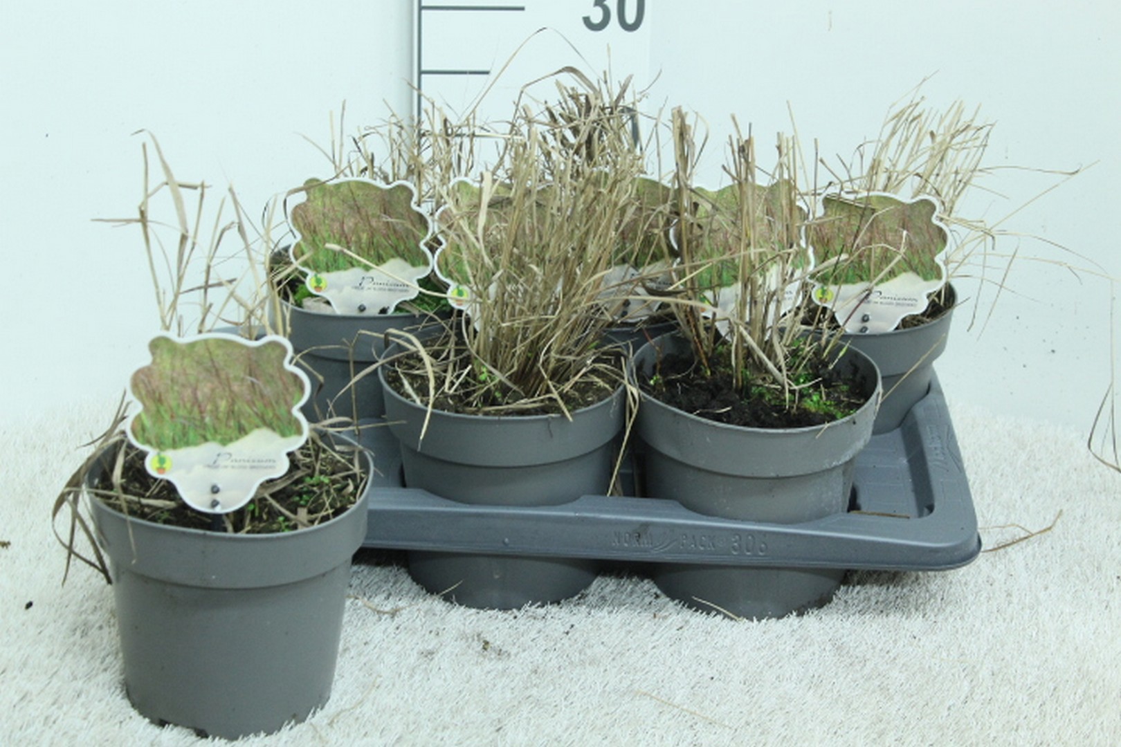 Panicum virg. Blood Brothers P17, D 17