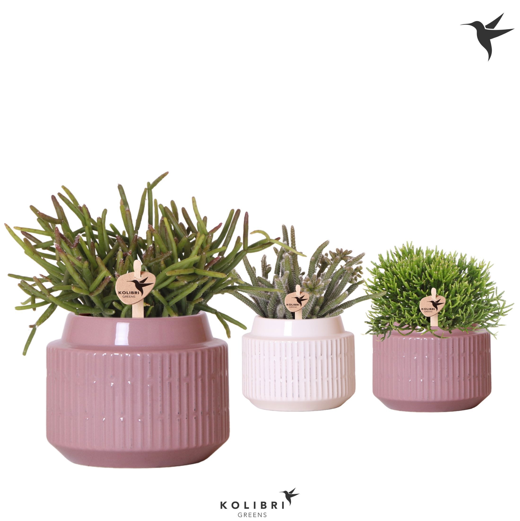 Kolibri Greens Rhipsalis mix in Maze pot mix, D 9