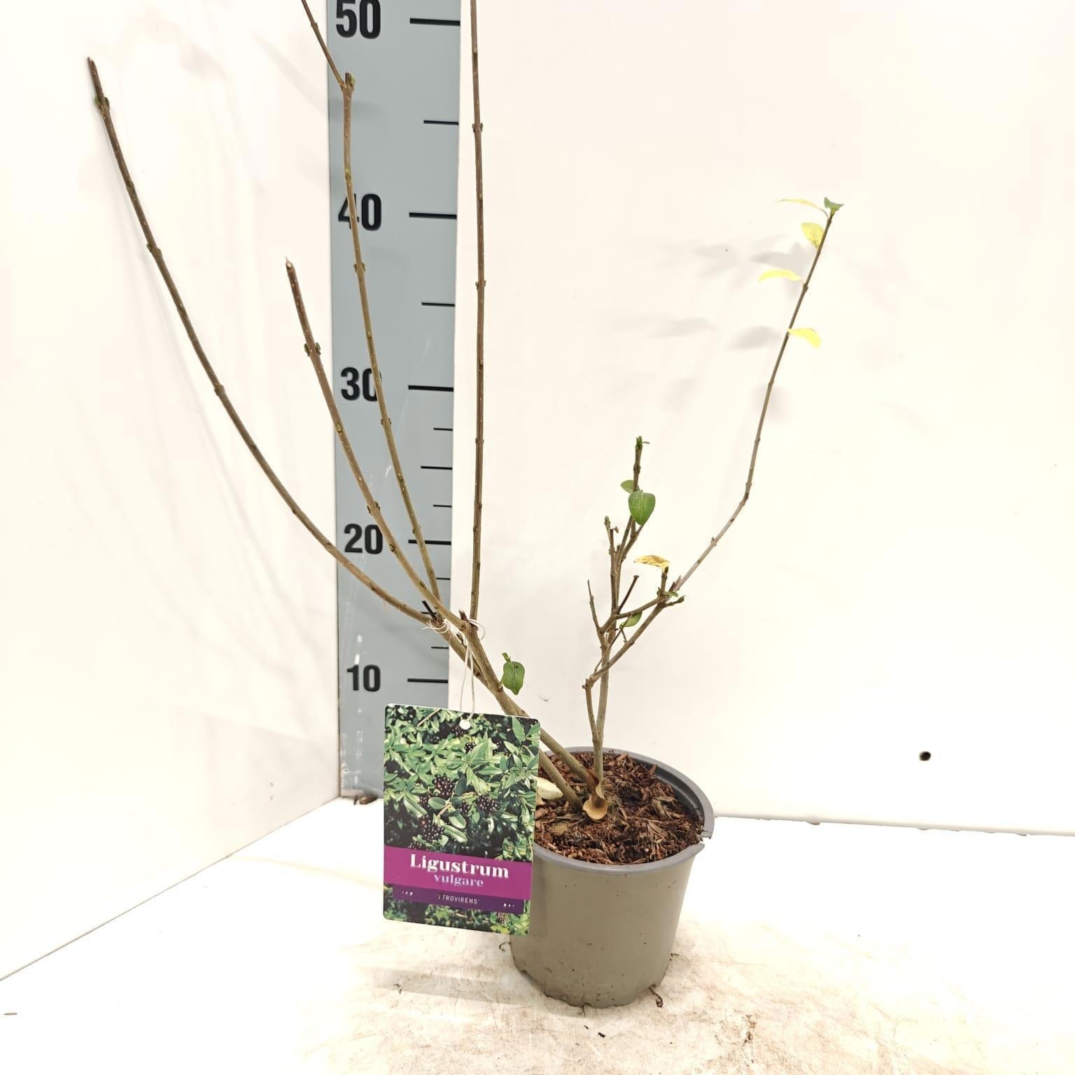 Ligustrum vulg. 'Atrovirens', D 12