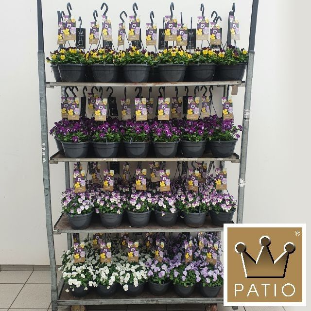 Viola Cornuta P21 Hangpot Mixcc, D 21