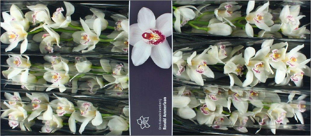 Цимбидиум Сильвер x6 80, шт.