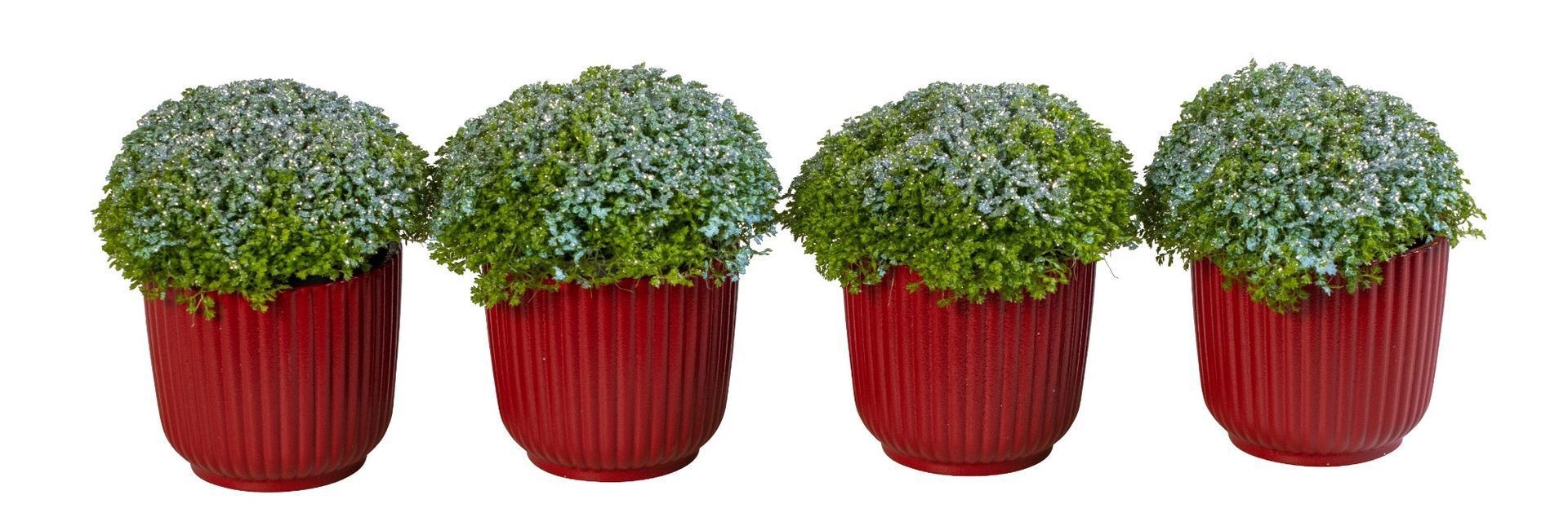 L 66227 With Selagonella Apoda + Glitter 6 cm, D 6