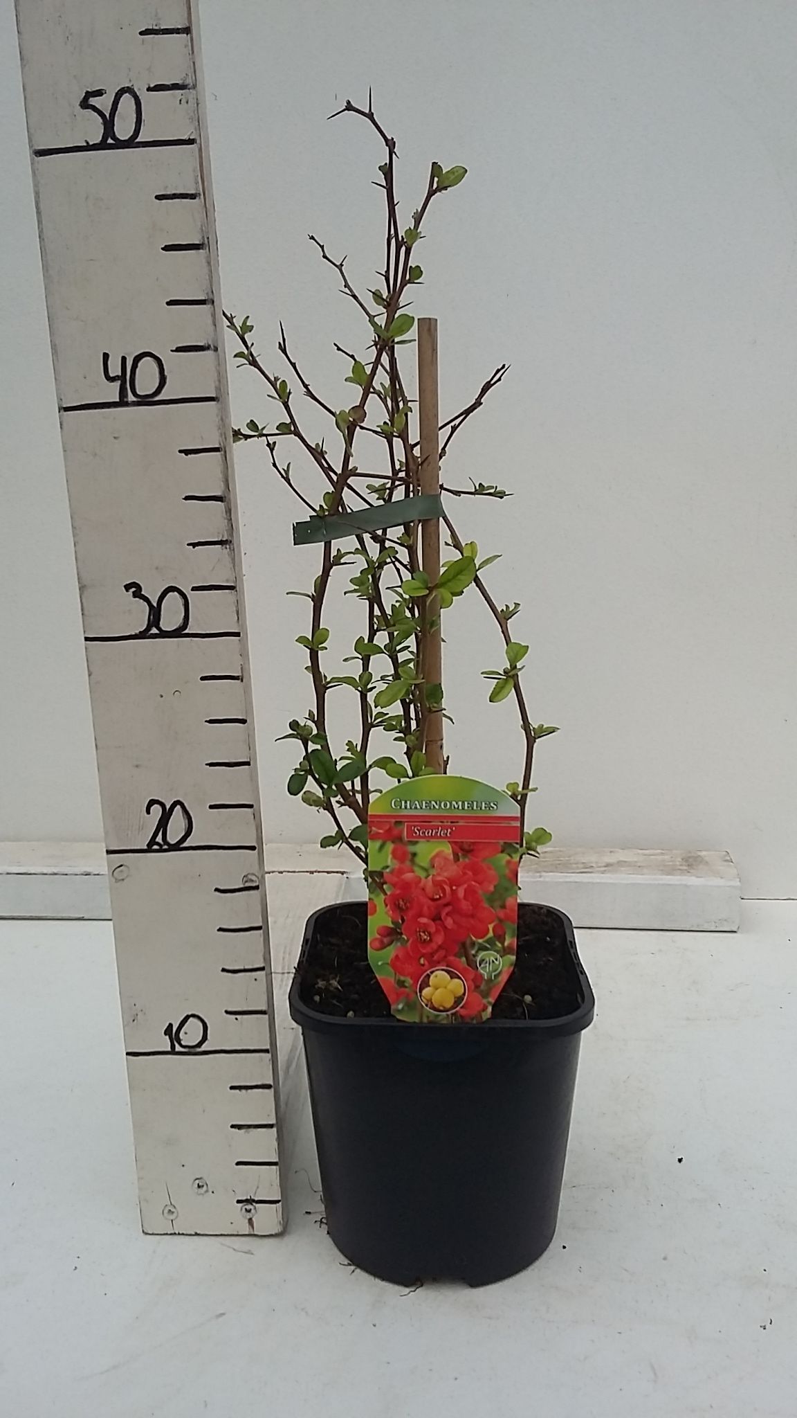 Chaenomeles x superba, D 17