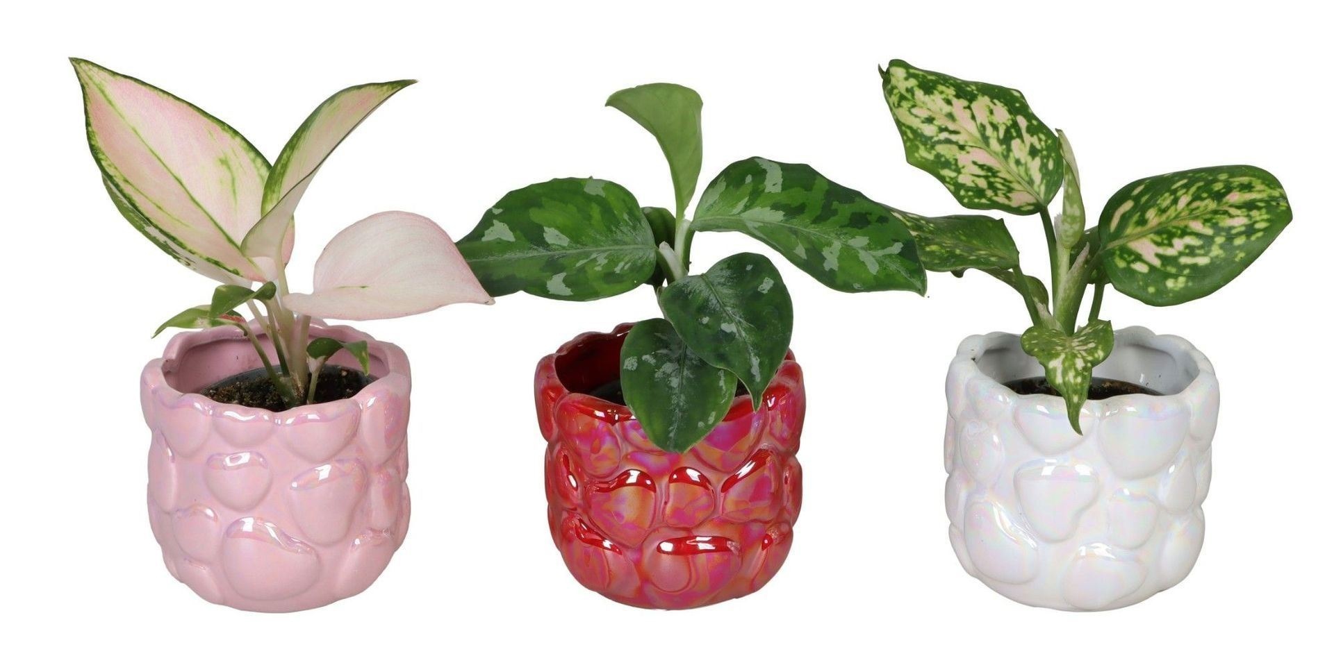 L 66718 with Aglaonema Mix 6 cm, D 6