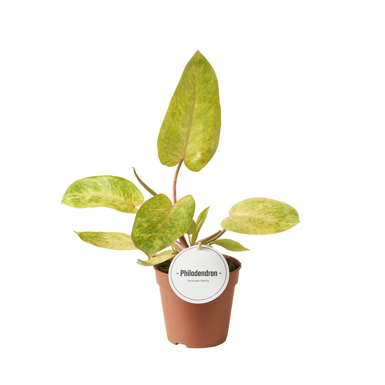 Philodendron Painted Lady, D 12