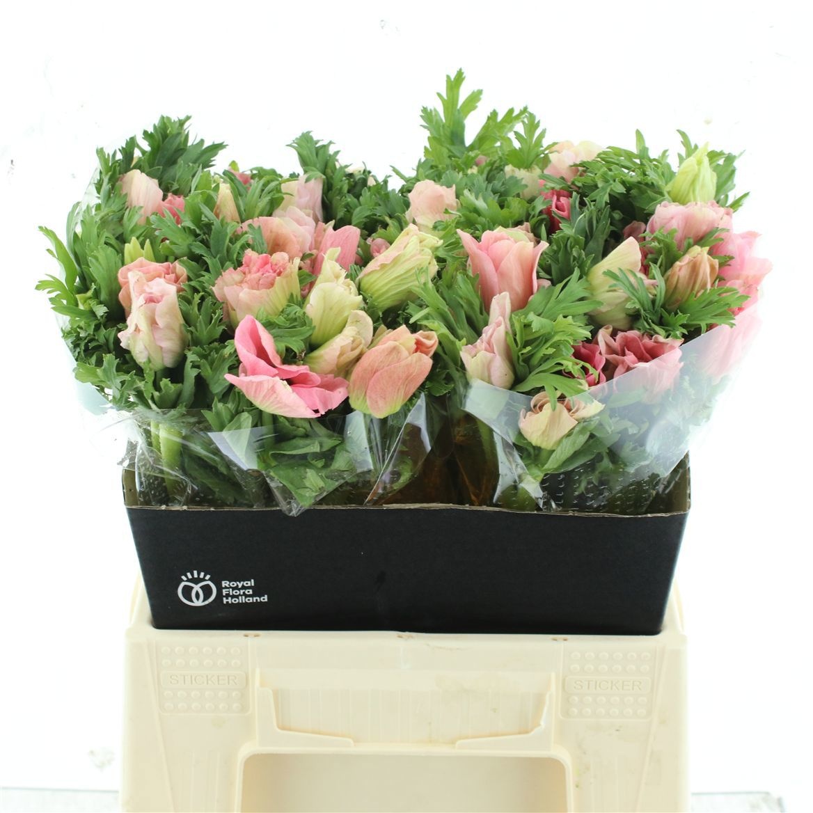 Анемон Мистраль + Пинки 40 (ярко-роз.), шт.