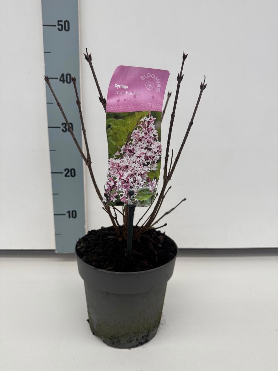 Syringa patula 'Miss Kim', D 17