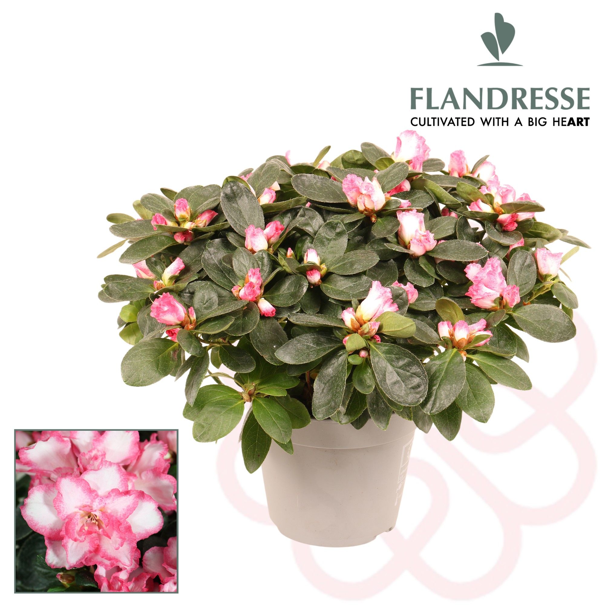 Azalea Flandresse® 'bont' 30 - 32 cm, D 14