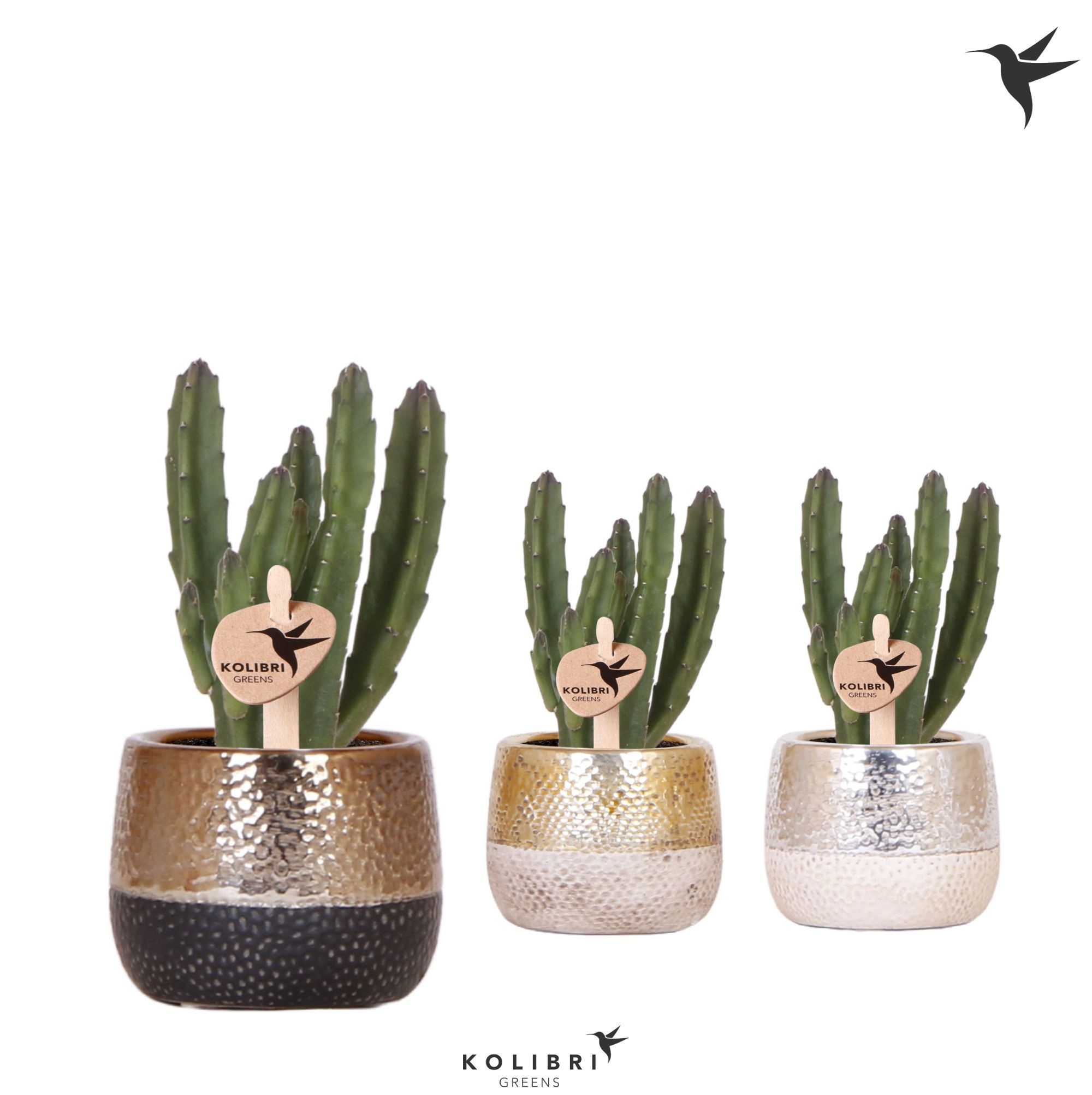 Kolibri Greens Stapelia Leendertziae in Elite pot mix, D 6