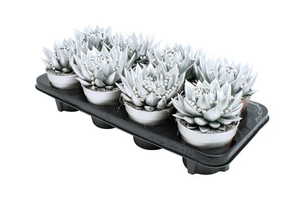 Miranda coloured silver + chain, D 12