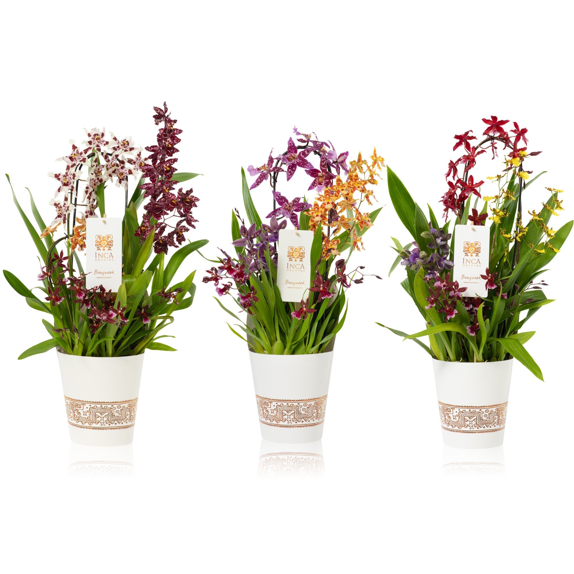 Inca Bouquesh Grand, D 17