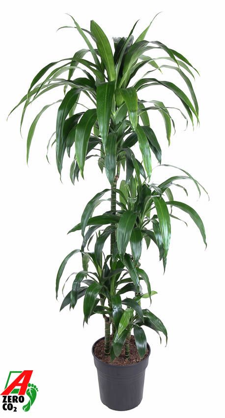 Dracaena Janet Craig 90-60-30-15, D 27