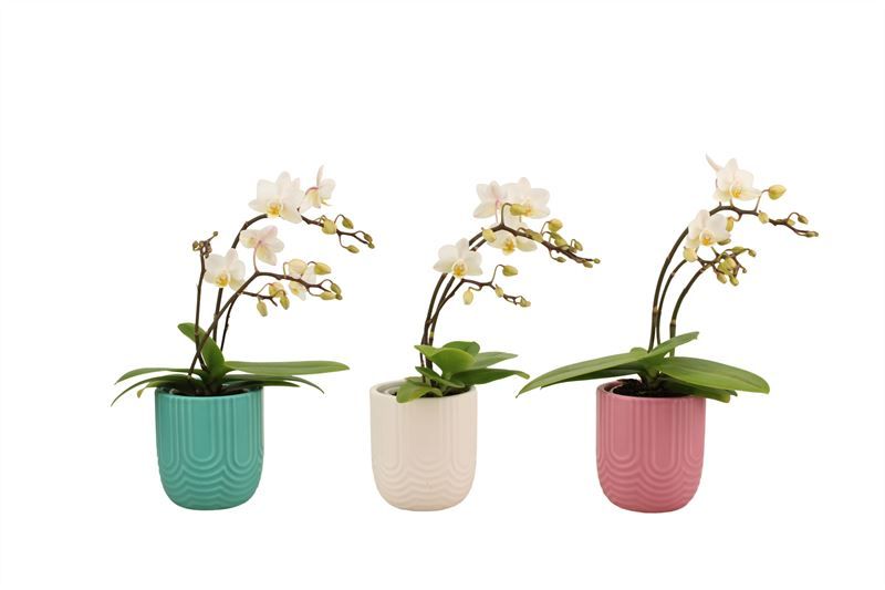 Mila p06 mix Phal Tiny Dolls wild 3/4T18+ Aqu@, D 6