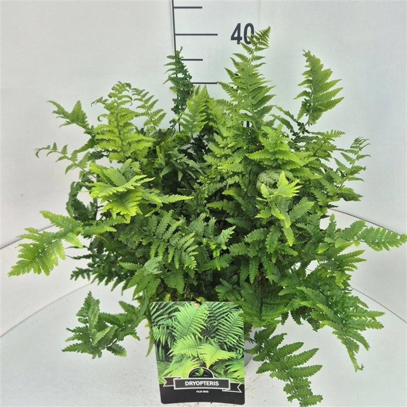 Dryopteris filix-mas, D 28