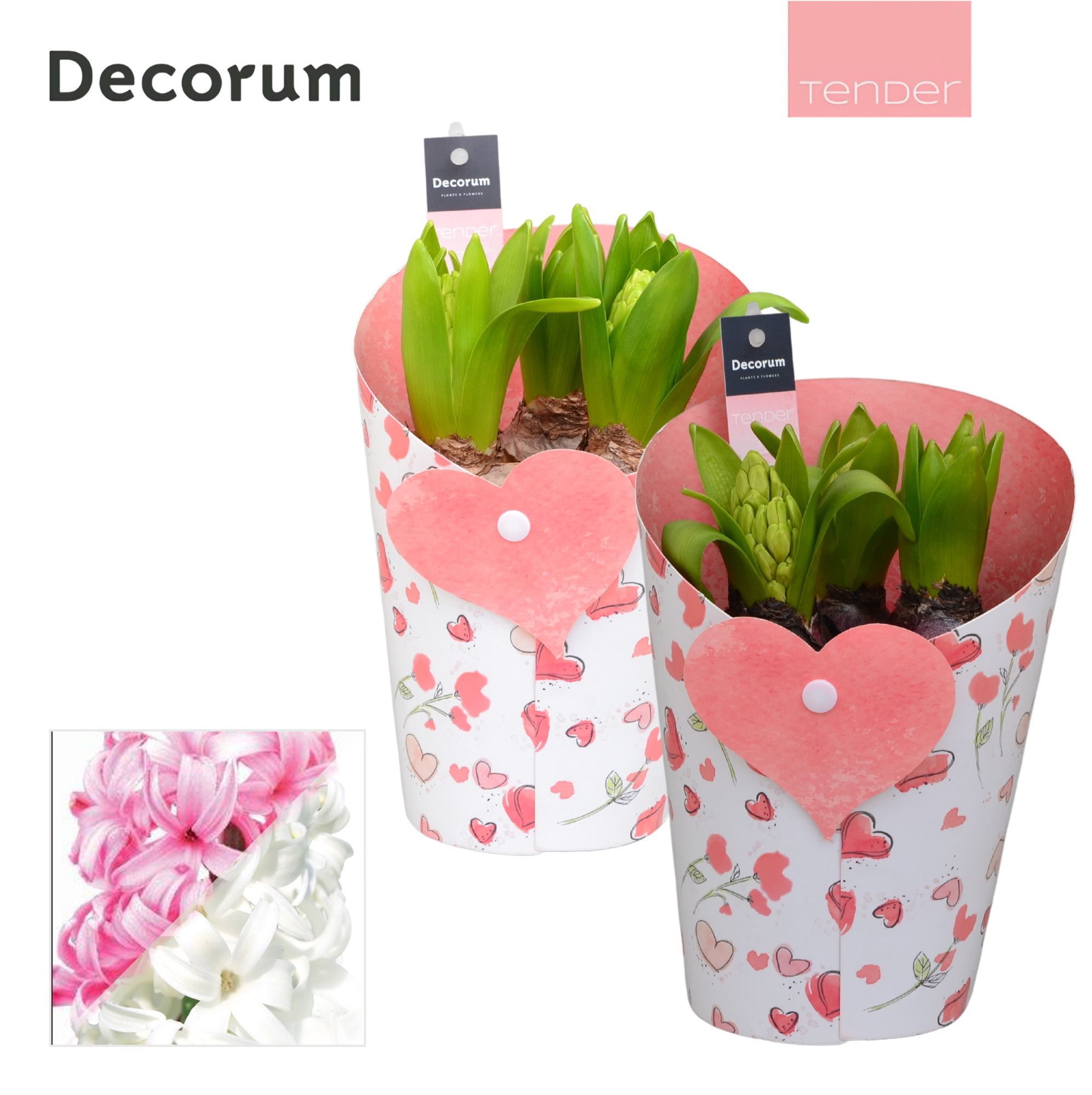 Hyacint Happy Valentine HL13974 [TENDER], D 14