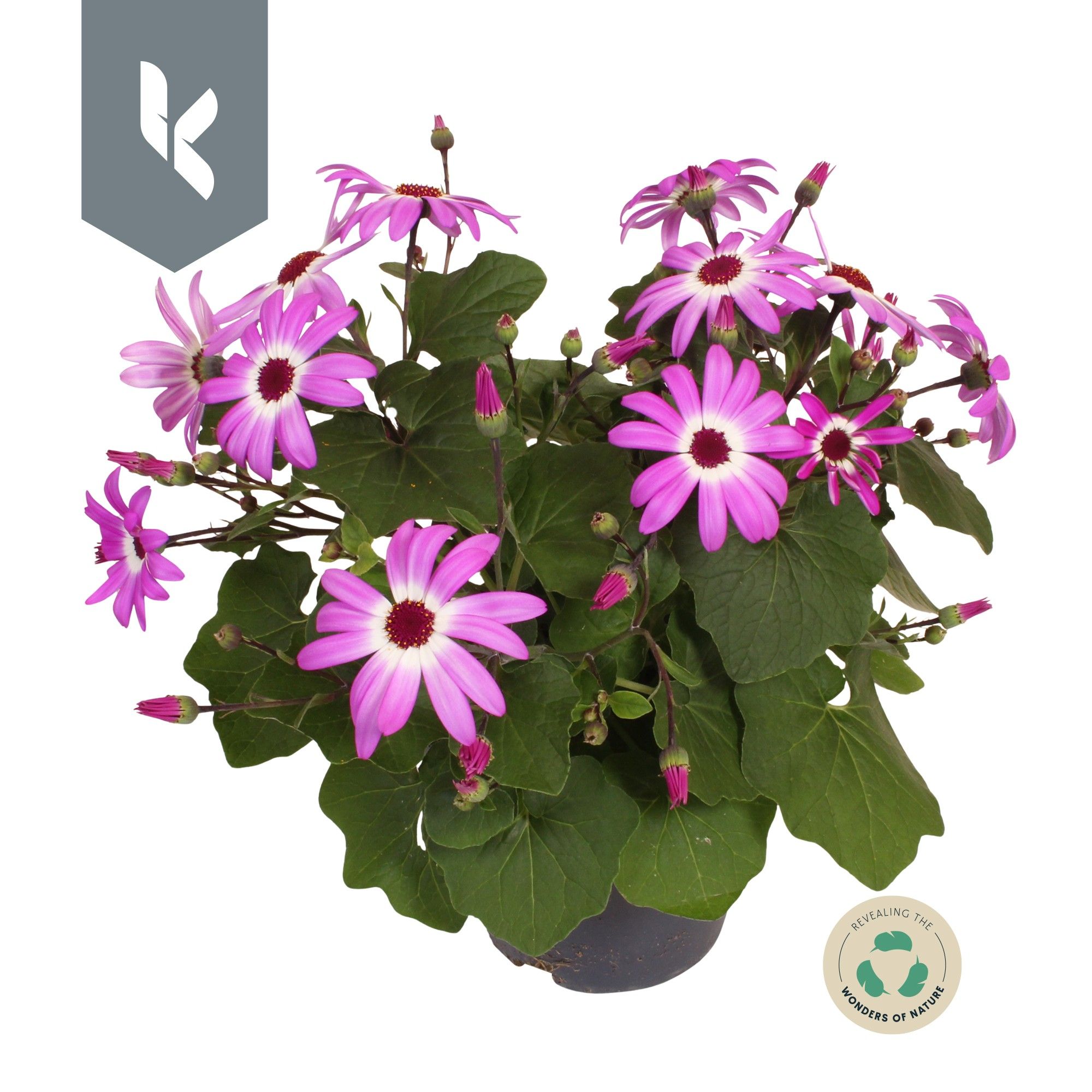 Senetti Senecio Pink Bicolor, D 15