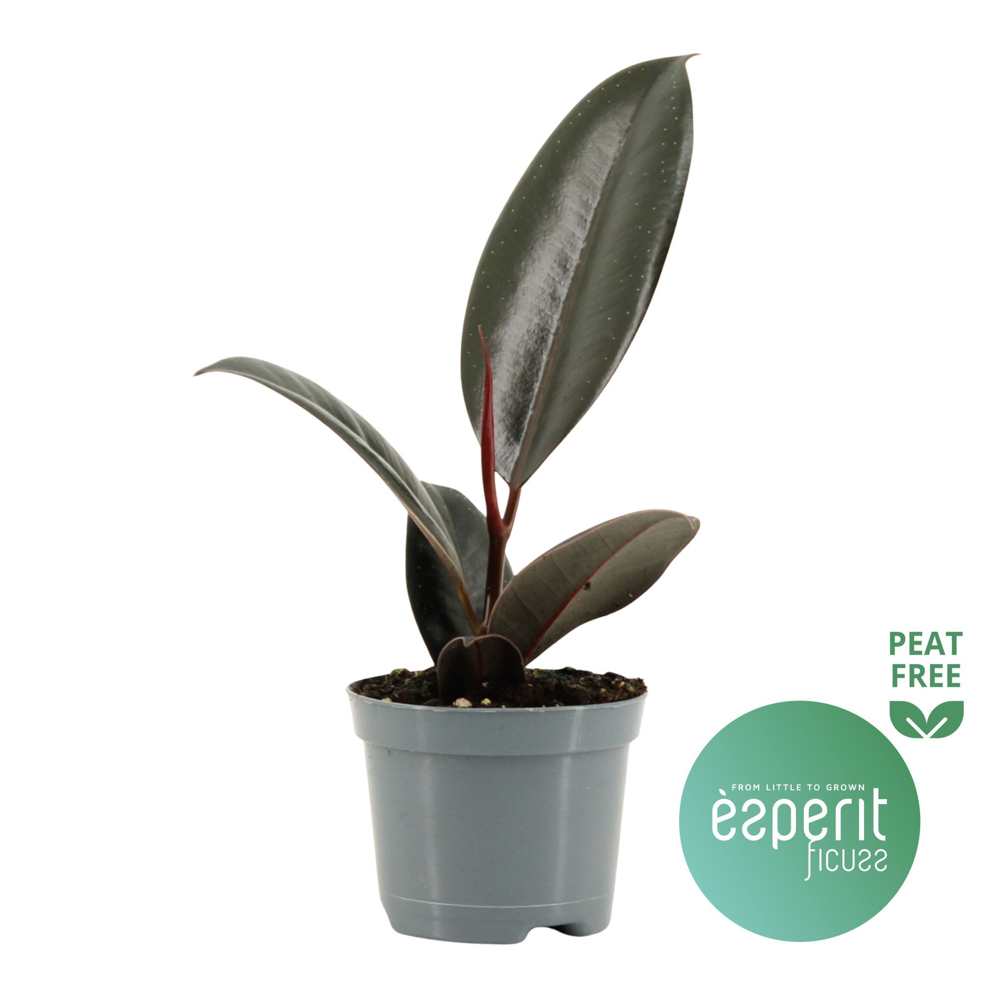 Ficus elastica Abidjan, D 8,5