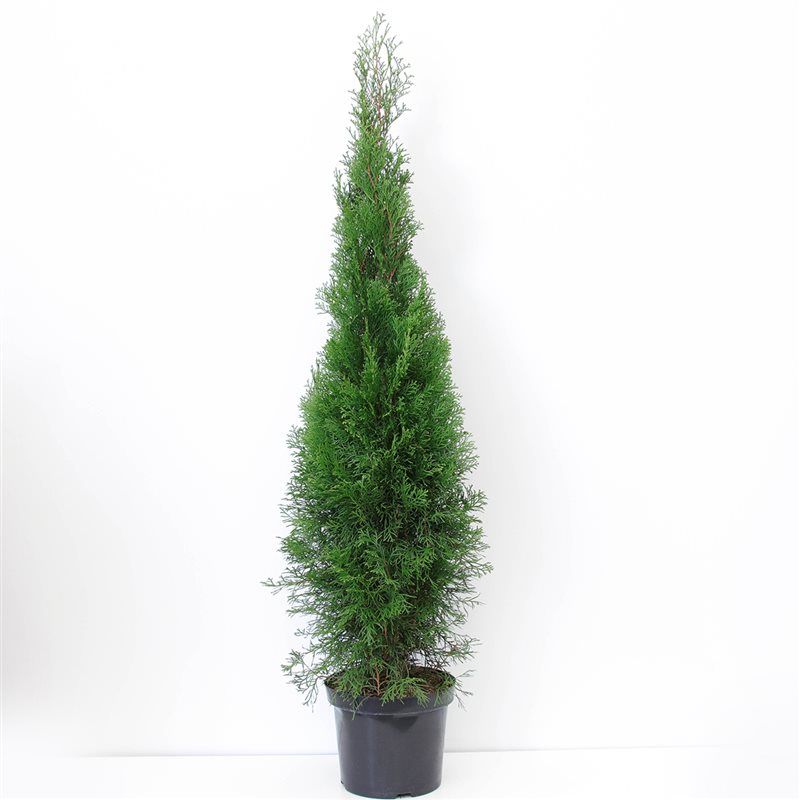 Thuja occidentalis 'Smaragd' (zonder etiket), D 26