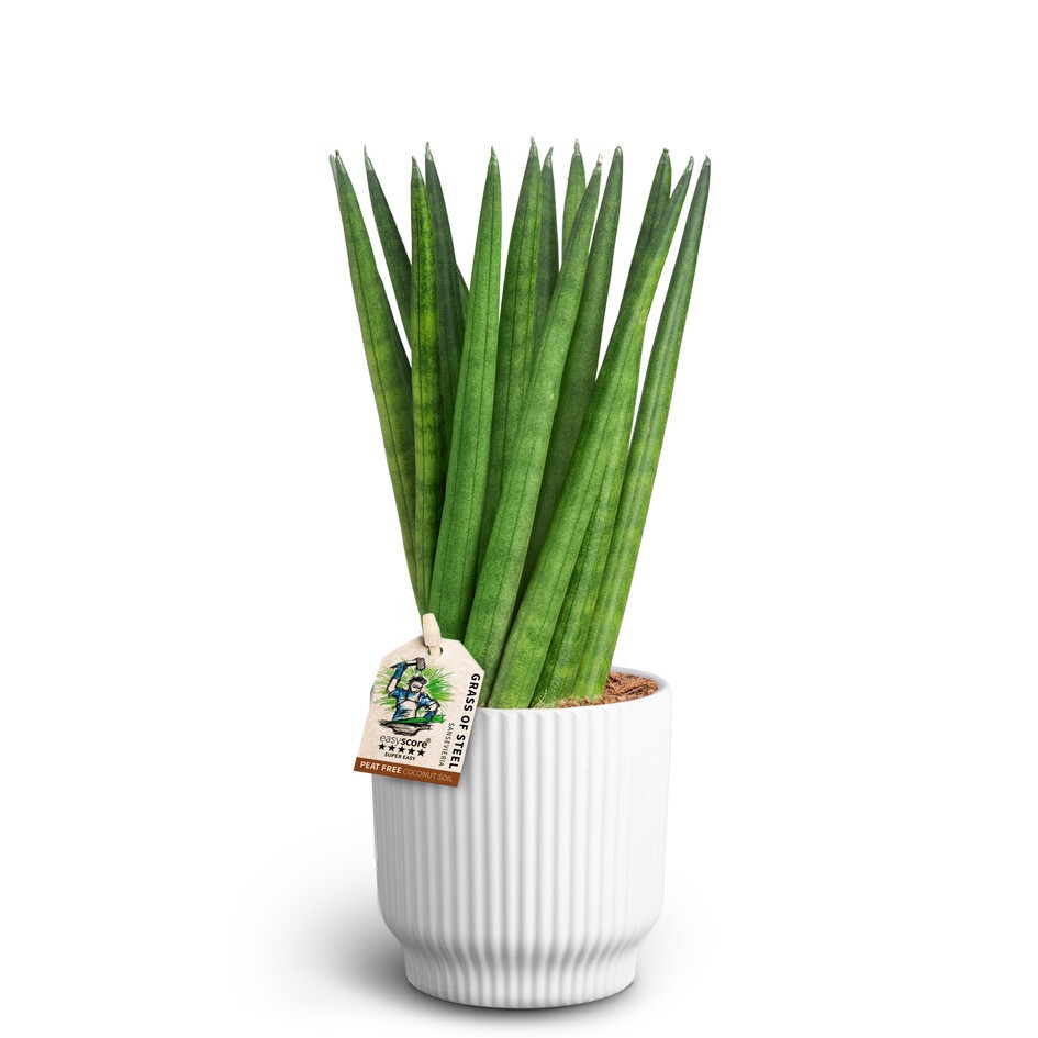 SANSEVIERIA CYLINDRICA 40931660 Nordic A Spaghetti, D 10