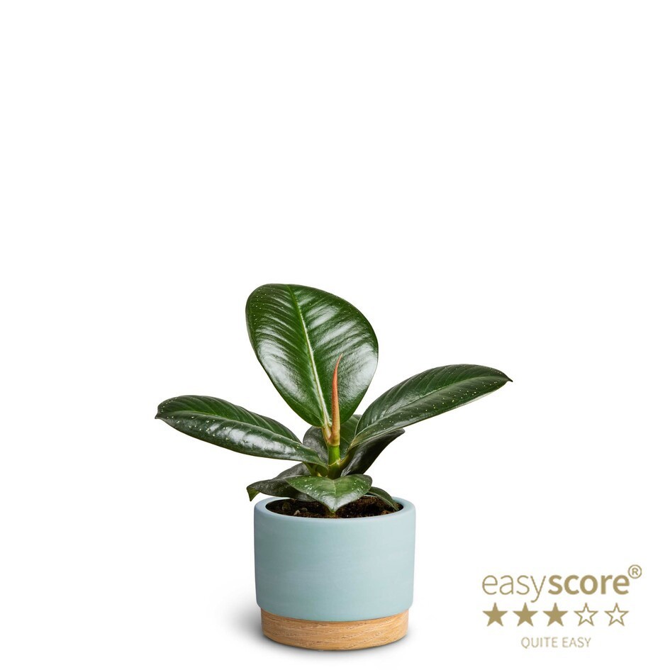 FICUS ELASTICA 'SOFIA' 40620687 WB Sky, D 7