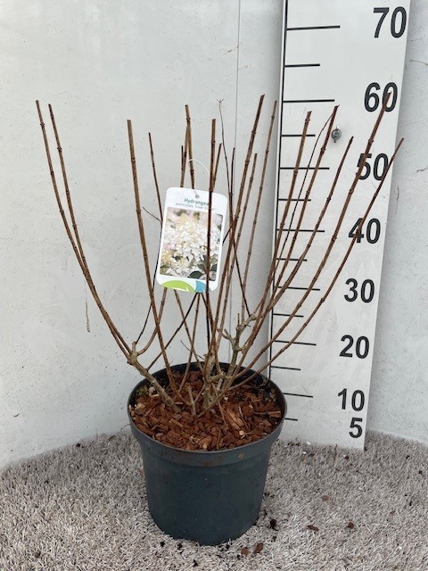 Hydrangea pan. Silver Dollar 40-50 P23 C5, D 23