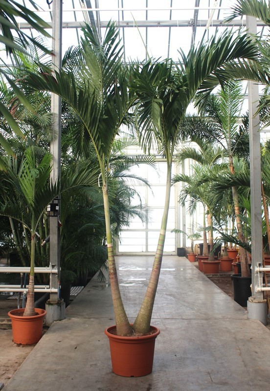 Veitchia merrillii 2pp, D 60