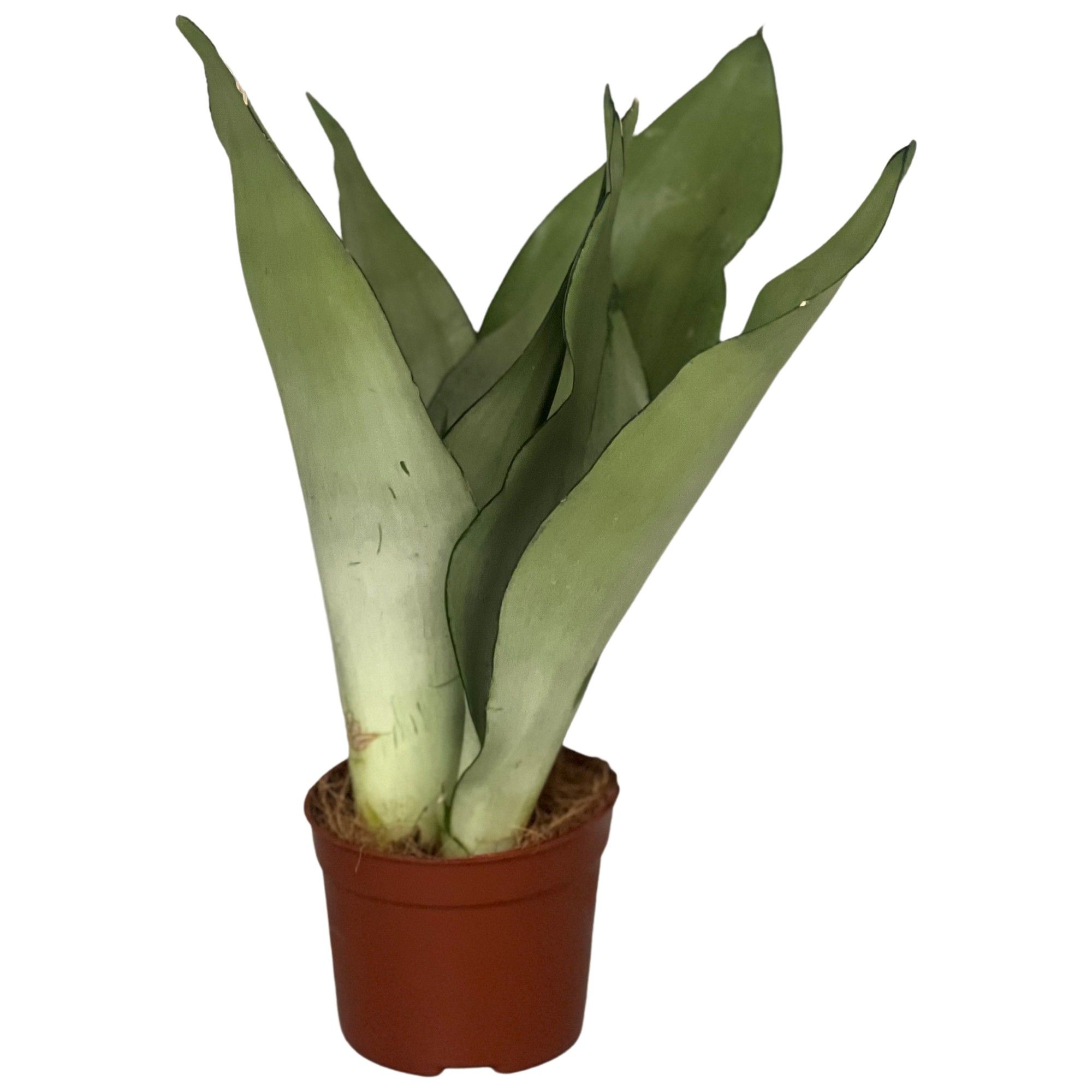 Sansevieria Moonshine 2pp, D 9