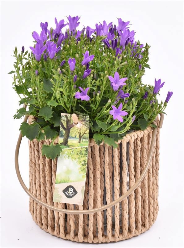 Touw lantaarn met glas 13cm h11.5cm, D 14