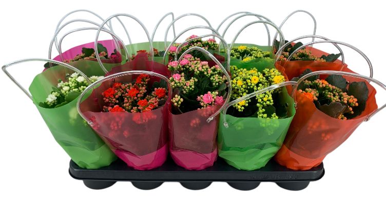 Mix in Lola tas, D 12